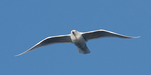 Grönlanninlokki, Iceland Gull, Larus glaucoides